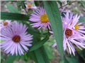 Aster