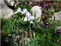 Iris barbata nana & Pulsatila vulgaris
