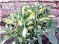 sedum