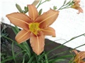 hemerocalis1