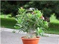 Adenium arabicum