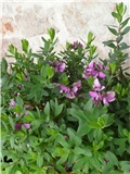 polygala