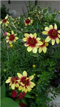 coreopsis