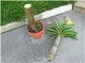 Pachypodium lamerei
