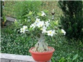 Adenium obesum