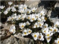 Crocus