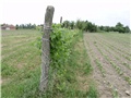 vinograd2