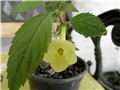  achimenes1