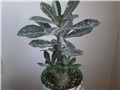 adenium1