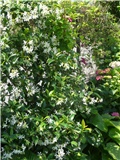 jasmin