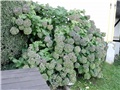 hortenzije