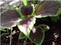 coleus