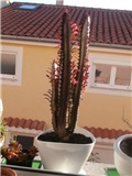 euphorbia t