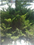 juniperus