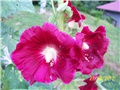 Vrtni sljez-althea rosea