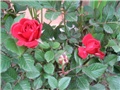 Mini ruža