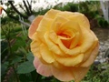 ruža penjačica 
