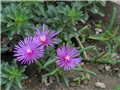 Delosperma cooperi