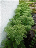 sedum