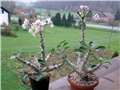 pachypodium saundersii