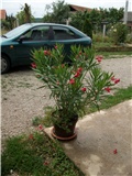 oleander