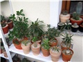 Pachypodium