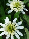 ehinacea