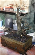 bonsai grab