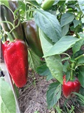 paprika2_092012