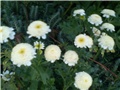 bijeli cvjetići