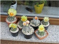 astrophytum