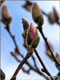 magnolija