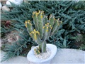 Euphorbia avasmontana 