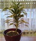 Dracena