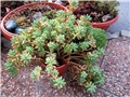 sedum
