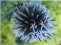 Echinops