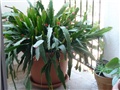 Epiphyllum hybrid ili lisnati kaktus
