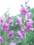 Antirrhinum