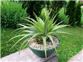 Dyckia