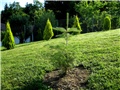 Abies koreana  –  Korejska jela