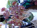 aeonium+++1