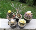 ariocarpus
