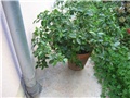 gardenija