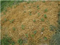 krumpirek