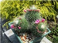 mammillaria spinosissima 