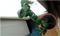 ZAMIOCULCAS