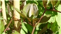 cobaea scandens