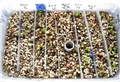 astrophytum cultivars