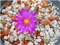 mammillaria hernandezii