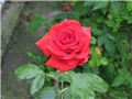 ruže u mom vrtu